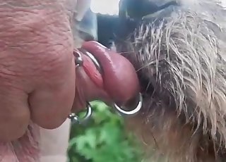 Sexy dog licks my pierced dick on cam