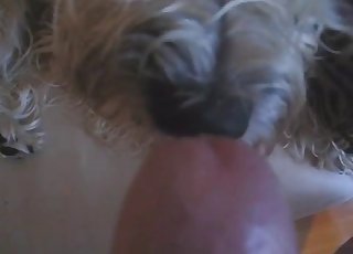 Cute hairy dog tongues my hard dick