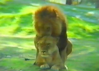 A sexy lion and a passionate lioness have sweet sex