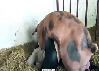 Farm whore opened her wet cunt for a pretty huge pig