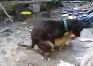 Black dog fucked a nice brown puppy