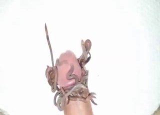 Dude lets the worms out to dominate his dick