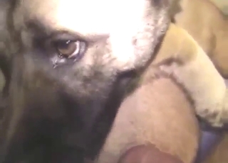 Dude loses his zoophilic virginity to frotting dog