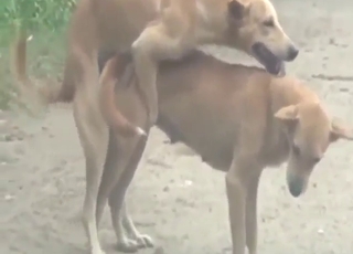 Animals having vaginal fun while outdoors