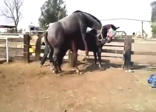 Horny animals playing twisted games outside
