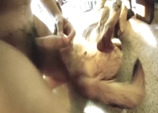 Dog's pussy is being explored by a horny guy