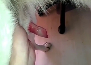 Taboo experience with a dog that gets wild