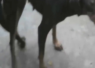 Doberman in dirty zoo porn with close-ups