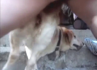 Butthole of a dog looks sexy during doggstyle sex