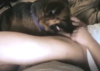 Cowgirl pleasure for a sexy Shepherd dog