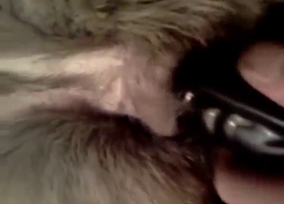 Bestiality sex POV movie with a horny animal