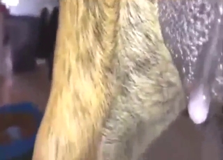 Hot zoophile banging that dog's wet pussy