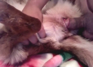 Dude shows what he does to beast cock at night
