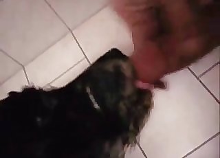 This doggy is tonguing a dick like a pro